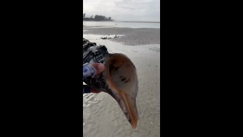 Livestream Highlight | Big Buried Horse Conch!