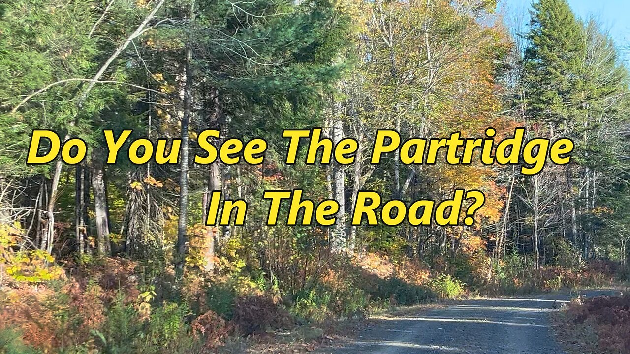 Partridge In The Road- Missed It!