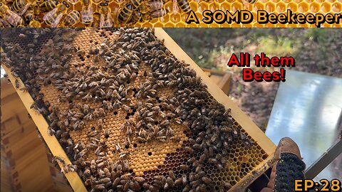 SOMD Beekeeping ep: 28 - End of September inspections PT2
