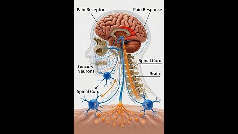 How we can feel the pain#3dmedico #medical