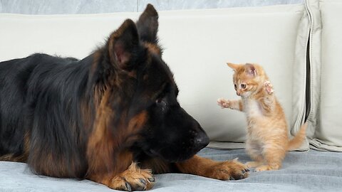 German Shepherd Attacked by Cute Tiny Kitten