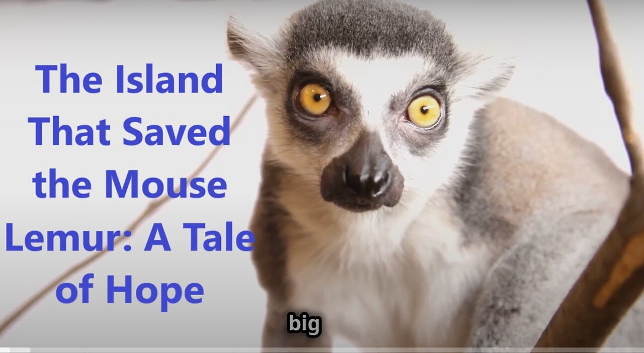 The Mouse Lemur: A Tale of Hope