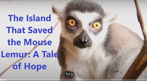 The Mouse Lemur: A Tale of Hope