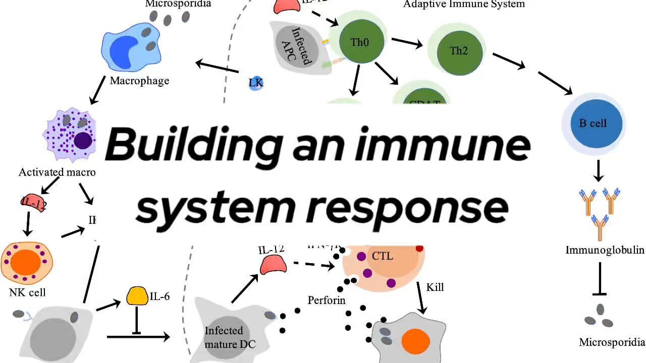 Can you build a healthy immune response?