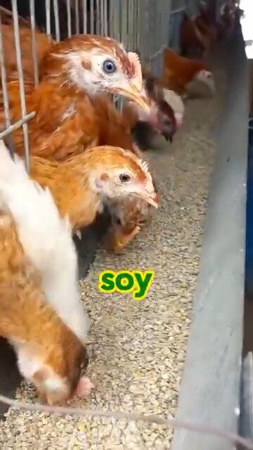 Vital Farm Eggs Come With A Steep Price Tag & Don’t Deserve To Be Fed To Your Dog!