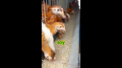 Vital Farm Eggs Come With A Steep Price Tag & Don’t Deserve To Be Fed To Your Dog!