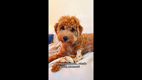 Puppy is Surprised by Whistle Sound 🎶 Cutest Reaction Ever!