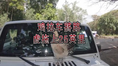 鸡拉车将路虎拖上25英里