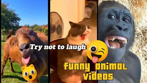 "Try Not to Laugh: Hilarious Animal Fails & Cute Pets Being Goofy!"