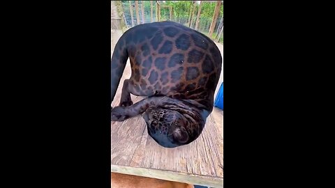 Cheerful jaguar!