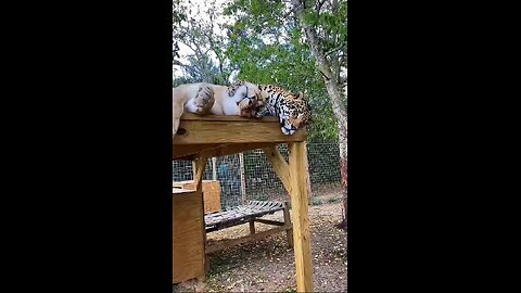 Predators' rest.