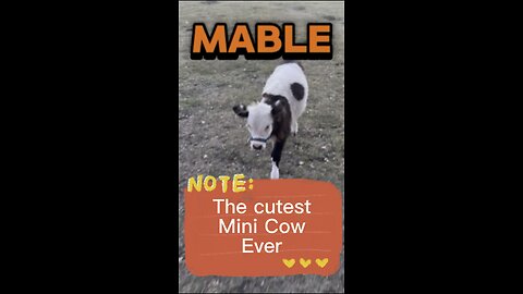 Mable is the cutest and sweetest little cow ever. Prove me wrong!