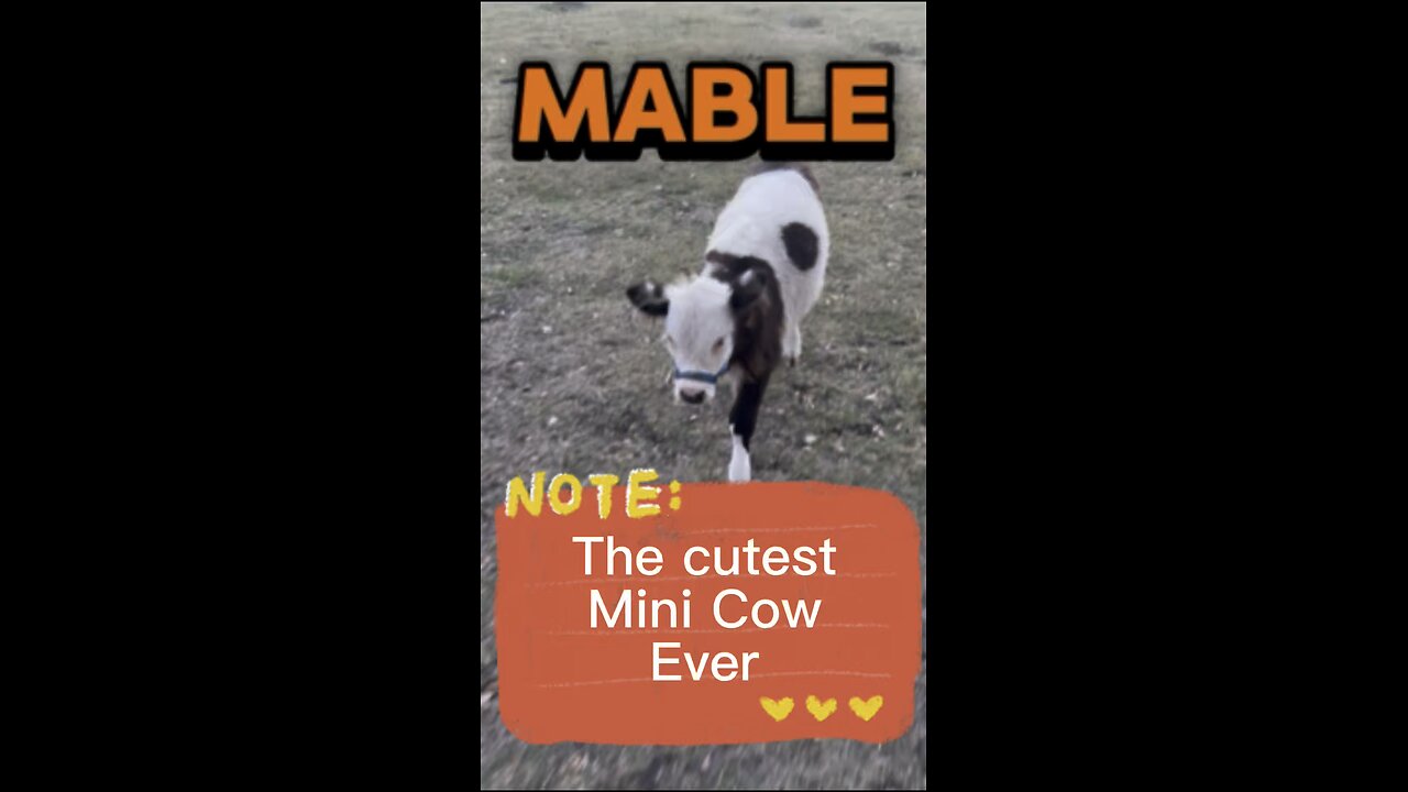 Mable is the cutest and sweetest little cow ever. Prove me wrong!
