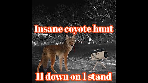 Insane coyote hunt