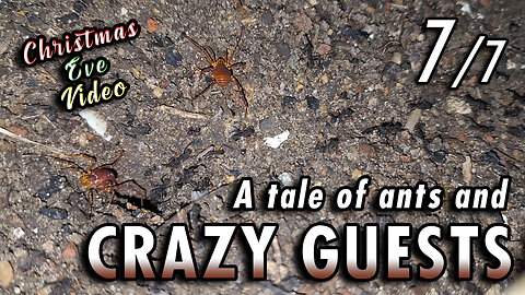 BONUS VIDEO! 🎄🎅🏻 | Ants giving a lesson of coexistence in peace - 7/7