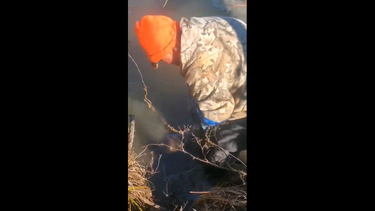 2024 trapping Backwoods beavers #28-#29 out of a farm pond.... #trapping, #beaver, #backwoodslife