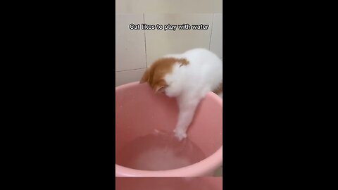 Cats love water 💦💦😸