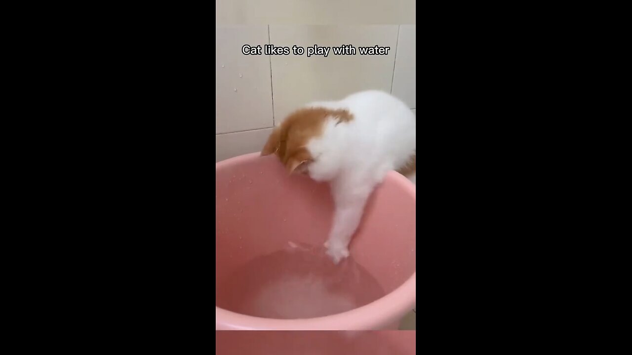 Cats love water 💦💦😸