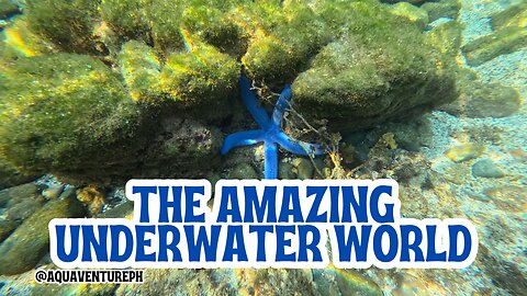 The Amazing Underwater World