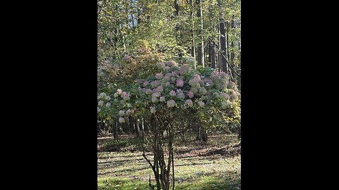 (reprise) God is good all the time 55: A Look at Thanksgiving