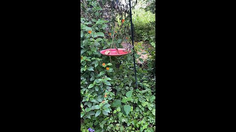 Butterflies 🦋 #butterflies #butterfly #followme #shorts #viral #trending