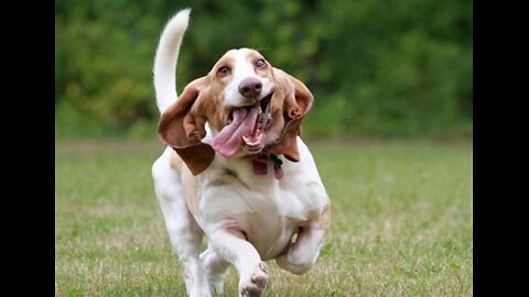 Let's Read: Skunk Dog by Patrick F. McManus