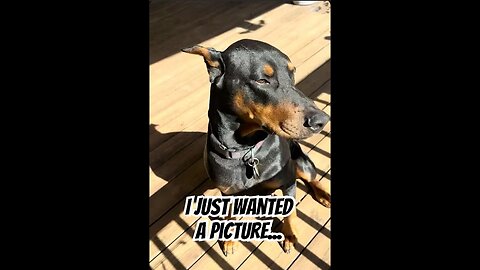 Doberman Knows He’s Handsome: Vader Poses in the Sun ☀️🐾🤣