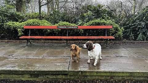 16/01/26 trail run with molly and willow