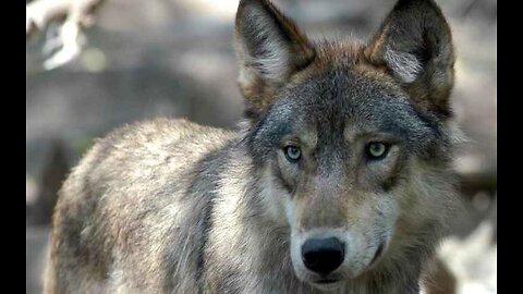 Thrown to the Wolves Colorado Ranchers Appeal to Trump for Help