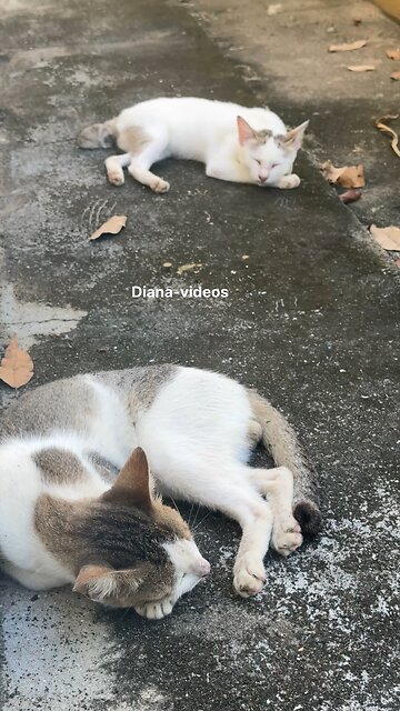 Two Cute Cats Napping Peacefully Together 😴🐾