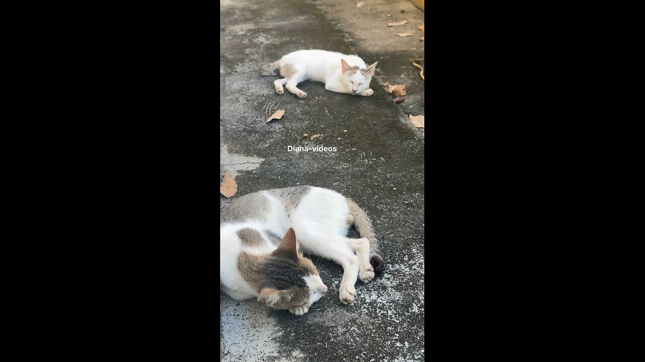 Two Cute Cats Napping Peacefully Together 😴🐾
