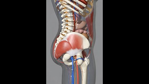 Hid bone 3D Animation- Skeleton system #3dmedico