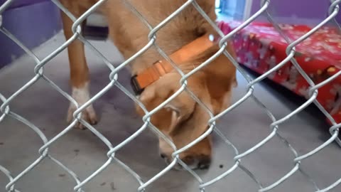 Nugget 5y Pet Id 946758 kennel 15 HSSAZ shelter overlooked, big boy has ~sensitive tummy20251107966