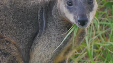 The Sweet Way Wallabies Care for Their Joeys #wildlifefacts #animallovers