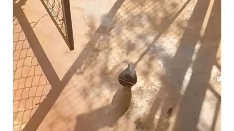 Pigeon Builds a Nest for Its Cat Friend’s Kittens 🕊️🐱 | Unexpected Animal Friendship