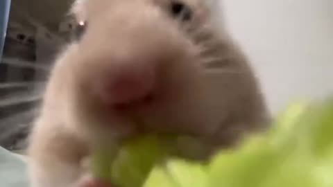 Hamster Munching on Lettuce (or Perhaps Celery)!