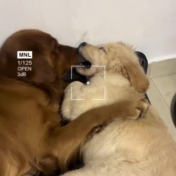 Adorable Moments with Champion Golden Retrievers