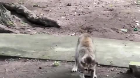 🤯👊 Epic Battle of Reflexes Will Leave You Speechless! | FeedMyCuriosity