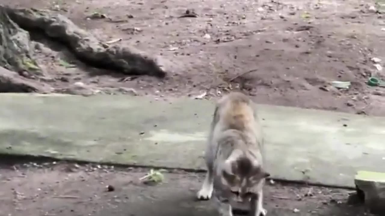 🤯👊 Epic Battle of Reflexes Will Leave You Speechless! | FeedMyCuriosity