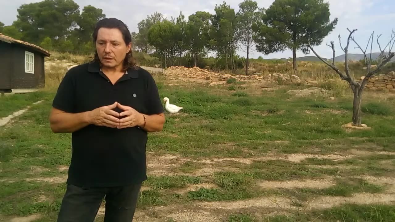 How to take care of geese goose and what you need to know from them tutorial