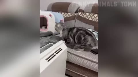 Funny cats and dogs 😂