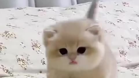 Cute baby kitten sound ❤️