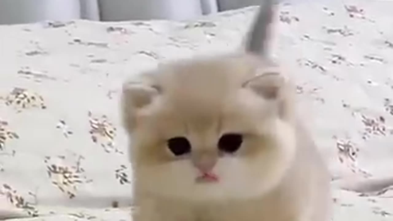 Cute baby kitten sound ❤️