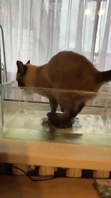 Cat standing on a turtle drinking water out of the aquarum