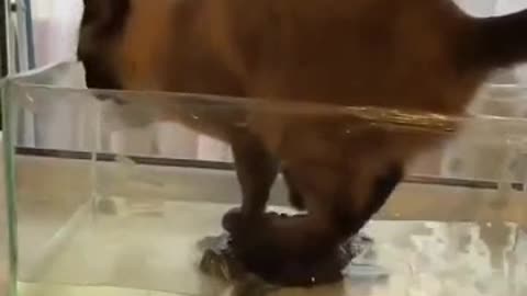 Cat standing on a turtle drinking water out of the aquarum