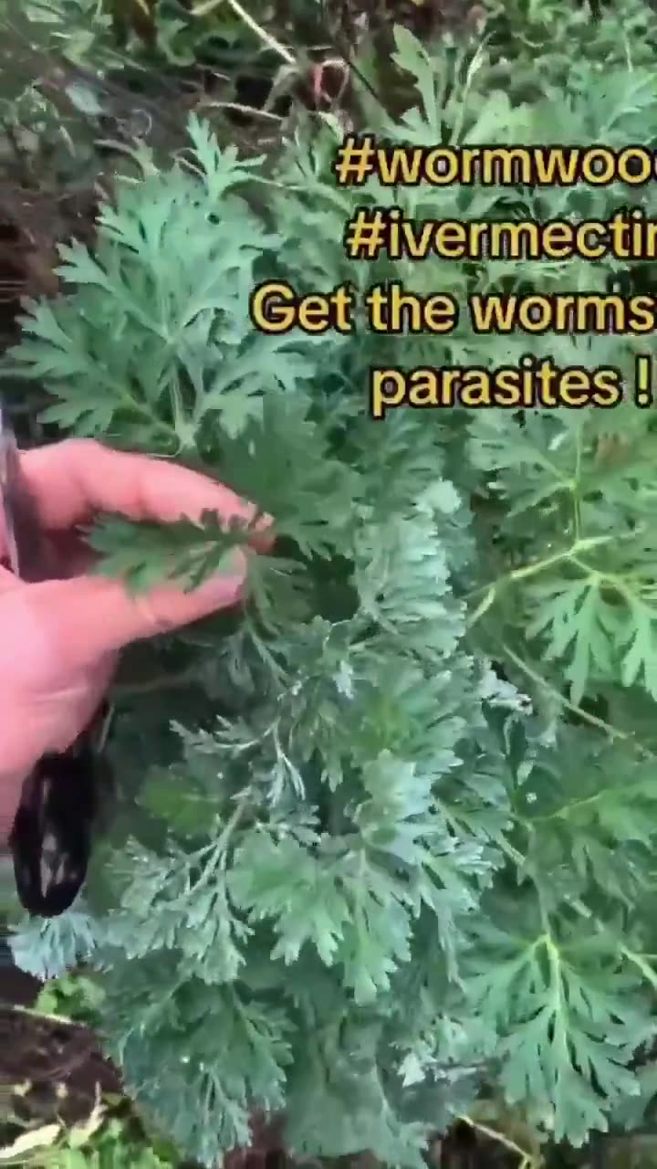 🌿 WORMWOOD: The Forgotten Super Herb 🌿