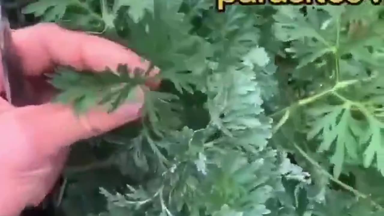 🌿 WORMWOOD: The Forgotten Super Herb 🌿