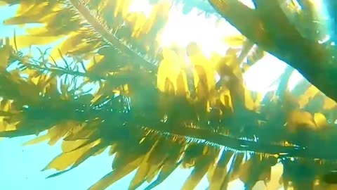 🌊🐳 Diving into the Laguna Beach Kelp Forest! | FeedMyCuriosity