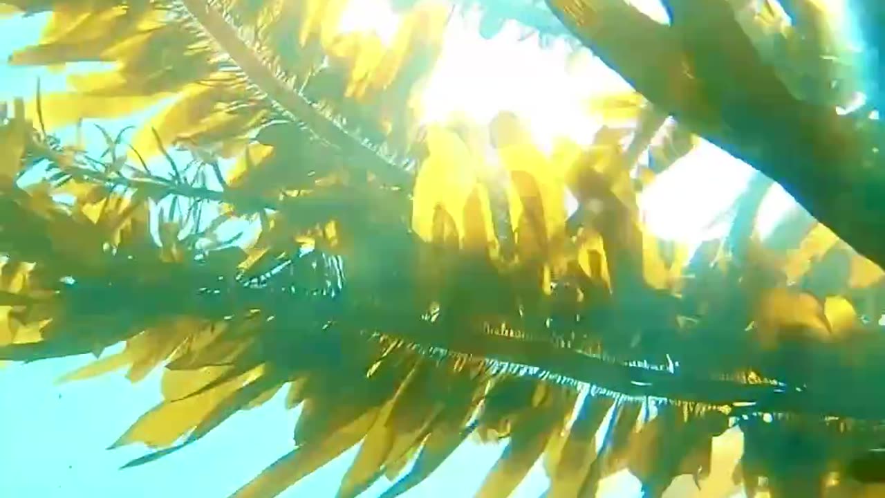 🌊🐳 Diving into the Laguna Beach Kelp Forest! | FeedMyCuriosity