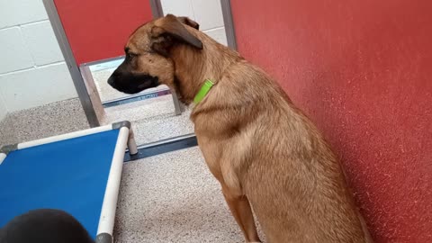 Rosey-tan german shepherd x 2y A811474 Nox-black 1y A882771 kennel 56 pod 2 PACC shelter20251015703